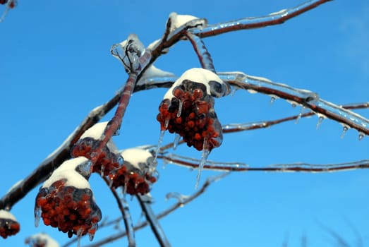 sun sparkled the tree branch in ice