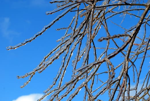 sun sparkled the tree branch in ice on a blue sky background 