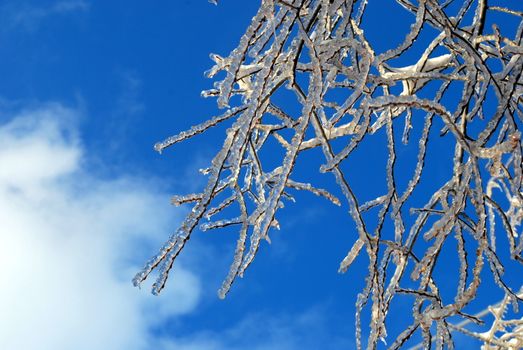 sun sparkled the tree branch in ice on a blue sky background 