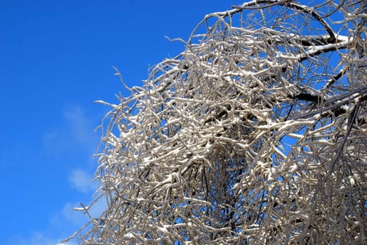 sun sparkled the tree branch in ice on a blue sky background 