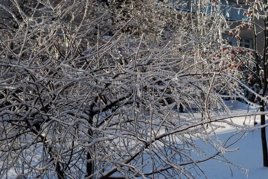 sun sparkled the tree branch in ice