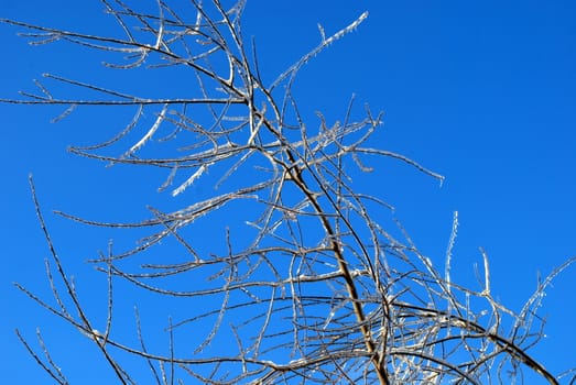 sun sparkled the tree branch in ice on a blue sky background 