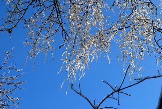 sun sparkled the tree branch in ice on a blue sky background 