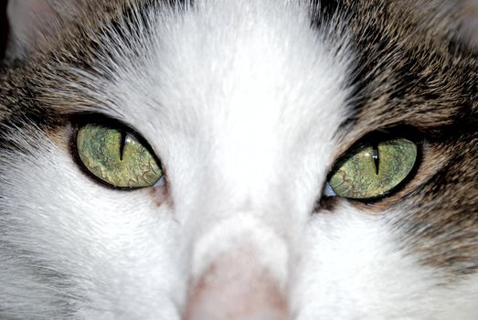 Green eyed cat close up