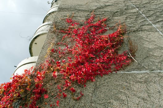 flat house wall and red color creeper grow on it in autumn.
