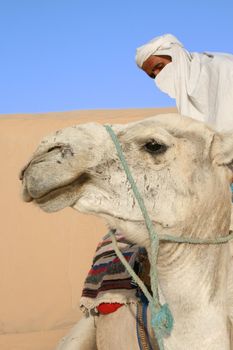 Bedouin prepares his camel for the ride