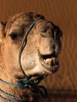 Portrait of a camel of the Sahara