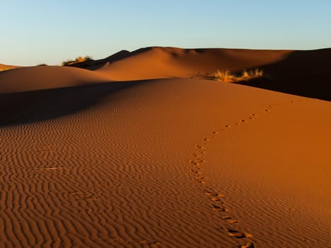 Sunlight highlighting the dunes in the Sahara
