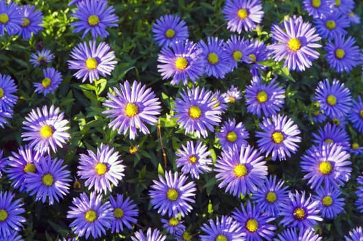 Background of blooming garden flowers. Beauty with blue leaves and yellow circle in the middle in sunlight.