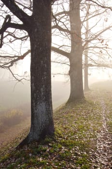 Linden tree trunks sunk in fog. Autumn trees in alley.