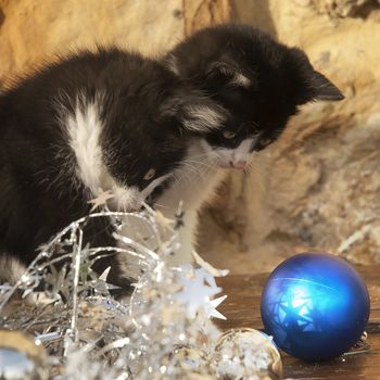 two kittens looking Christmas ball, outdoors