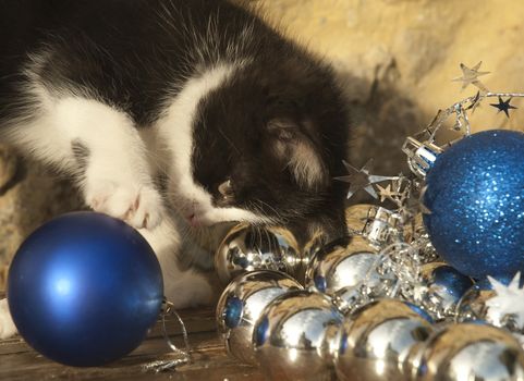 adorable kitten playing with fir Christmas decorations