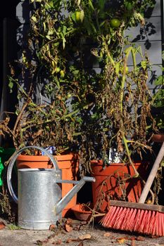 garden still life with tomatoe plants, ewer and broom in late summer