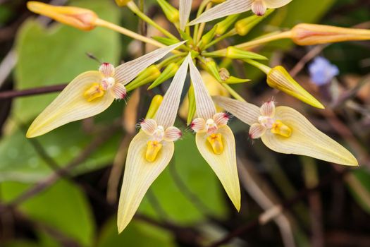 Exotic flowers in forest at National park, Thailand.