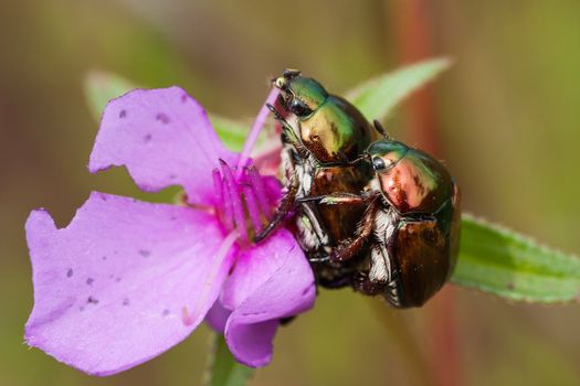 chrysomelid beetle  in rain forest, Thailand.