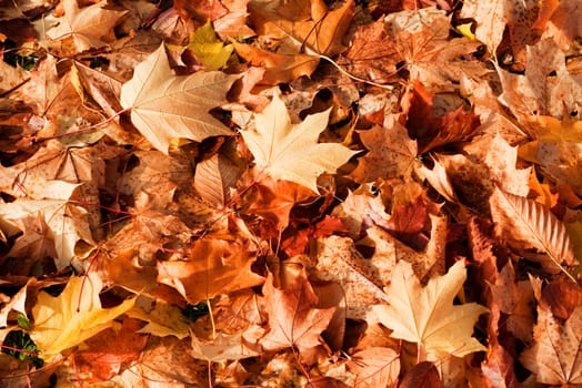 Background of golden fallen autumn leaves.