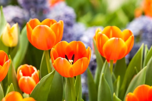 beautiful spring flowers in garden, Thailand.