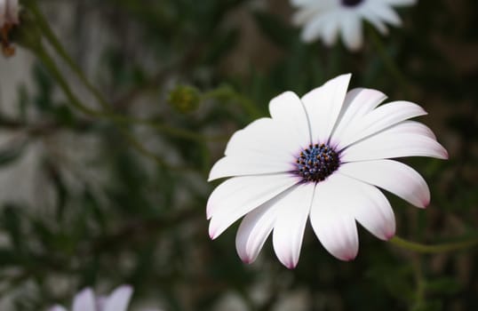 White daisy with purple and yellow centre and green foliage as background.