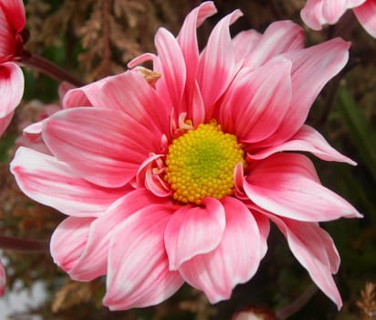Closeup of pink flower.
