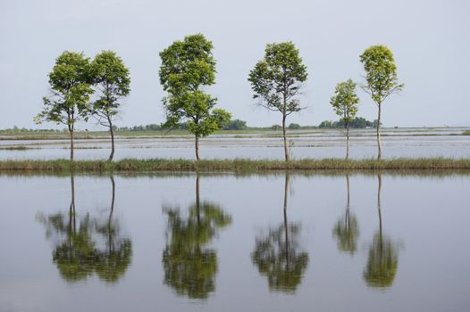 Water reflection Auriculiformis.







SONY DSC