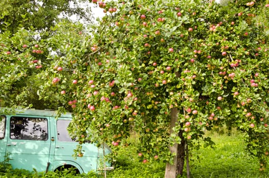 old car and apple tree in the summer garden
