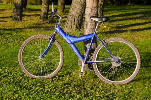 blue bicycle in the forest
