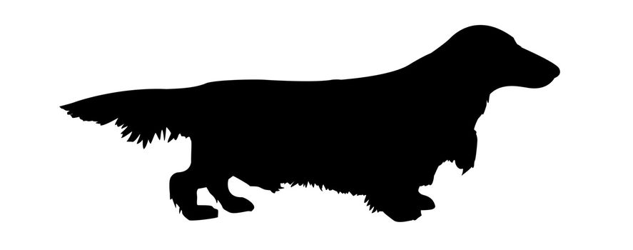 vector silhouette spaniel on white background