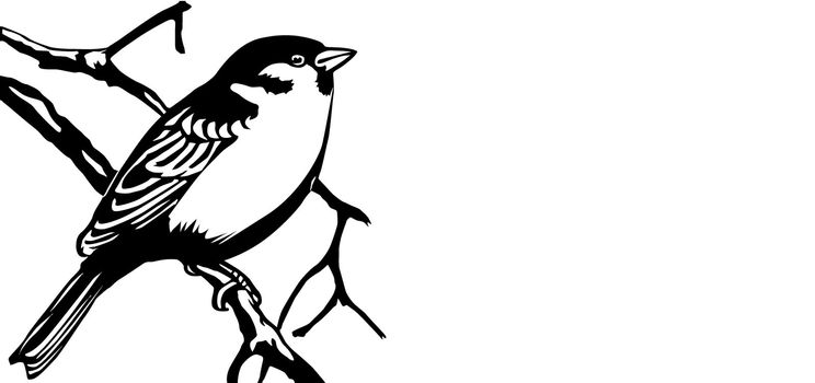 vector illustration of the bird on white background
