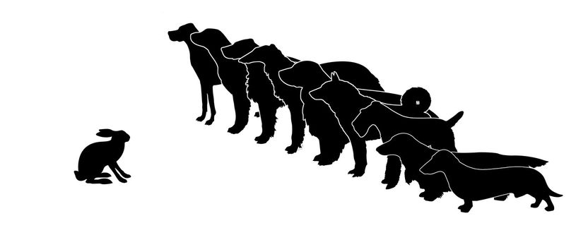 vector silhouette hunt dogs and rabbit on white background