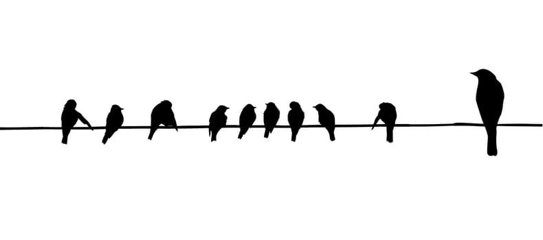 birds on wire