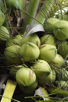 green coconut.