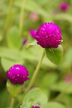 Everlasting, Globe Amaranth