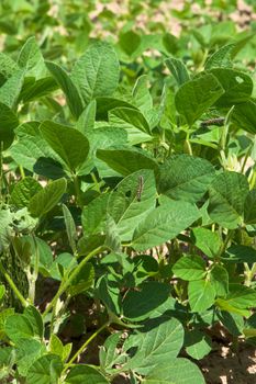 Soy plant with caterpillar