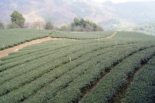 Tea plantation.