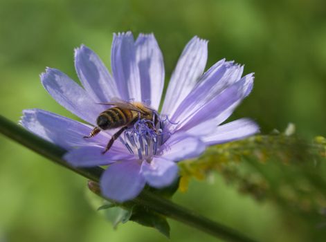 Bee on the flower