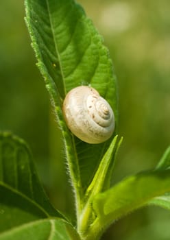 Snail on the leaves