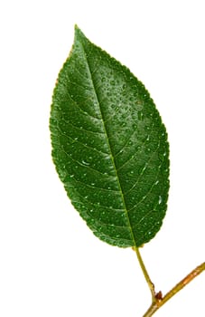 Cherry leaf with drop