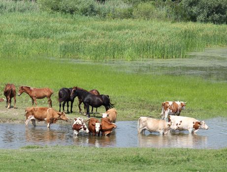 farm animals on river