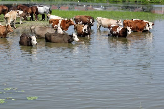 farm scene with cows on river