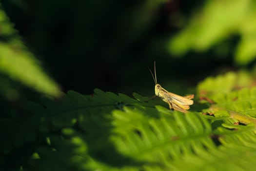 a grasshopper on green leaf