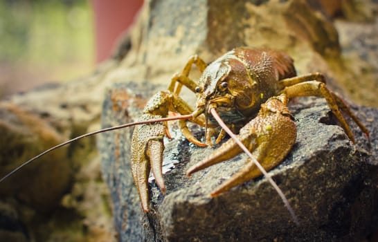 The crawfish on a stone near the river.