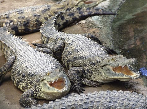 two hungry crocodiles at the zoo with open mouth