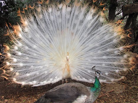          Beautiful white peacock ,who lives in the Forest of monkeys  in northern Israel                   