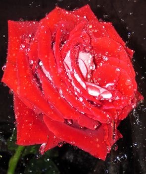 red rose in water droplets                              