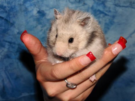 Bagel hamster in his hand a lady