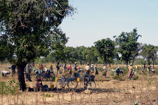 To the goldmine of Poura the gold diggers come from everywhere in the hope of finding a little gold after the season of the cultures. Women, children and men of very old are here in a universe of dust under a blazing sun. In Burkina Faso Faso the research of gold in the wild mines is the only activity which makes it possible to save the population of misery.