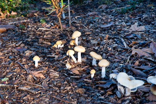 Wild mushrooms