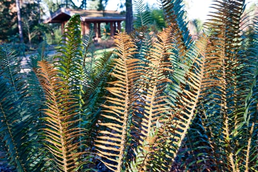 Sunlit fern during winter