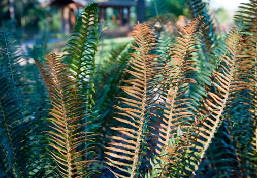Sunlit fern during winter