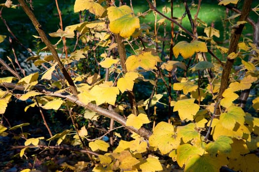 Yellow leaves during winter